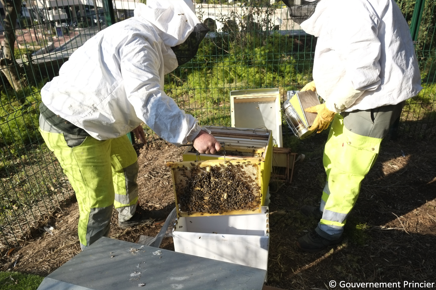Installation de l'essaim dans la ruche du toit du musée des Timbres et des Monnaies