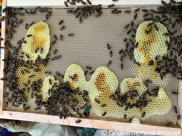 Construction de nouvelles alvéoles sur un cadre