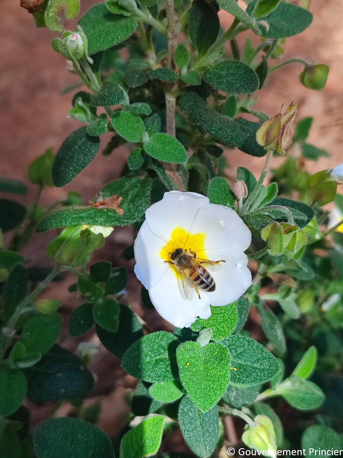 Abeille sur un ciste à feuille de sauge