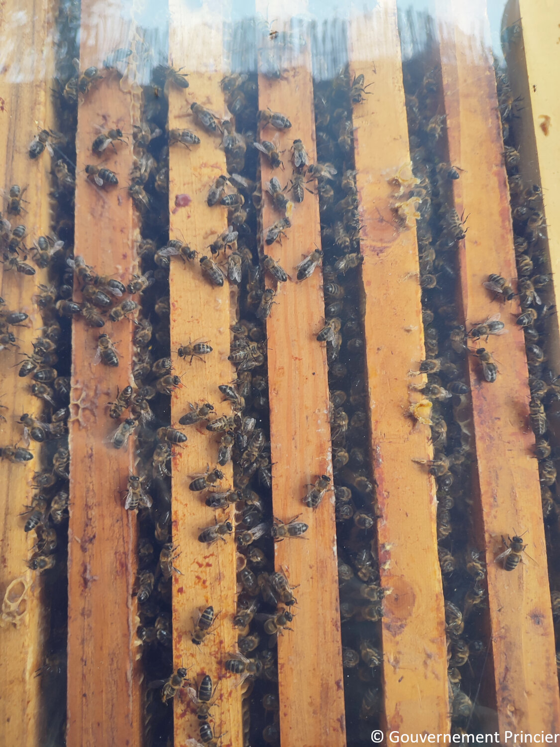 Abeilles sur leurs cadres