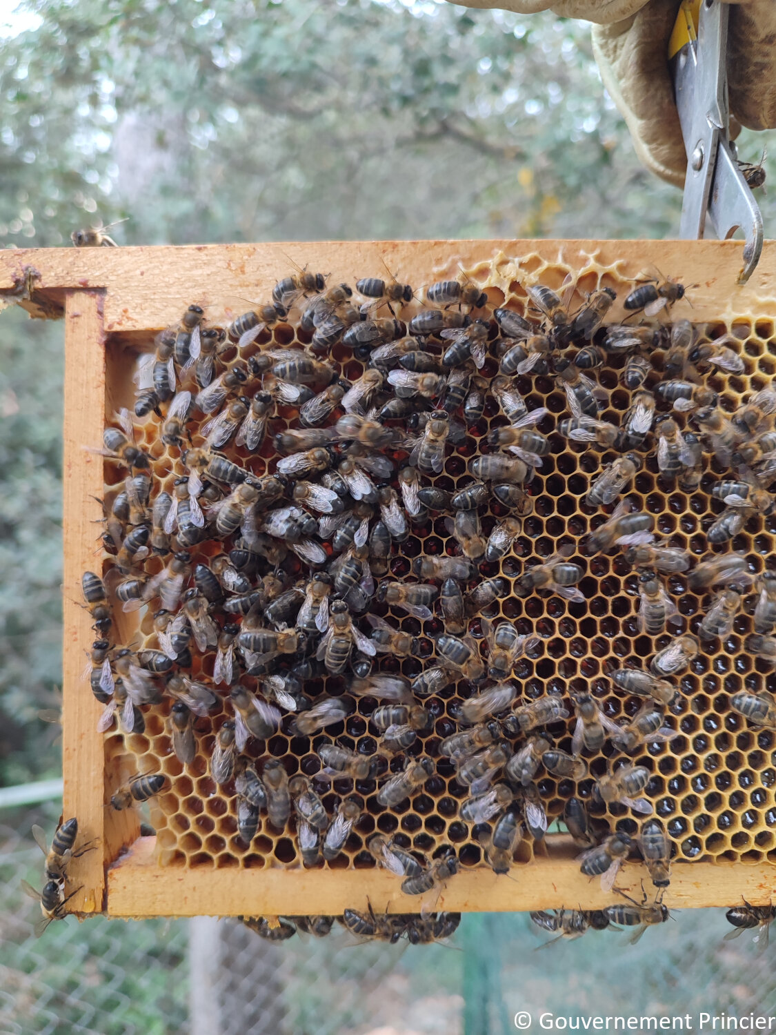 Abeilles prenant soin des larves dans les alvéoles