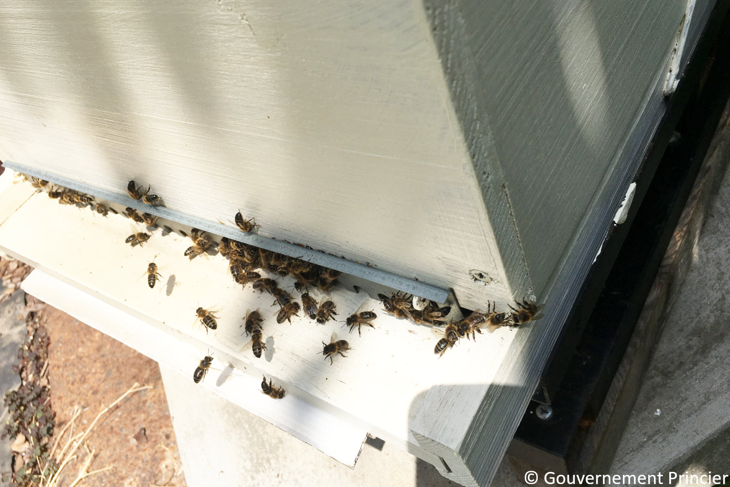 Abeilles sur la piste d'envol