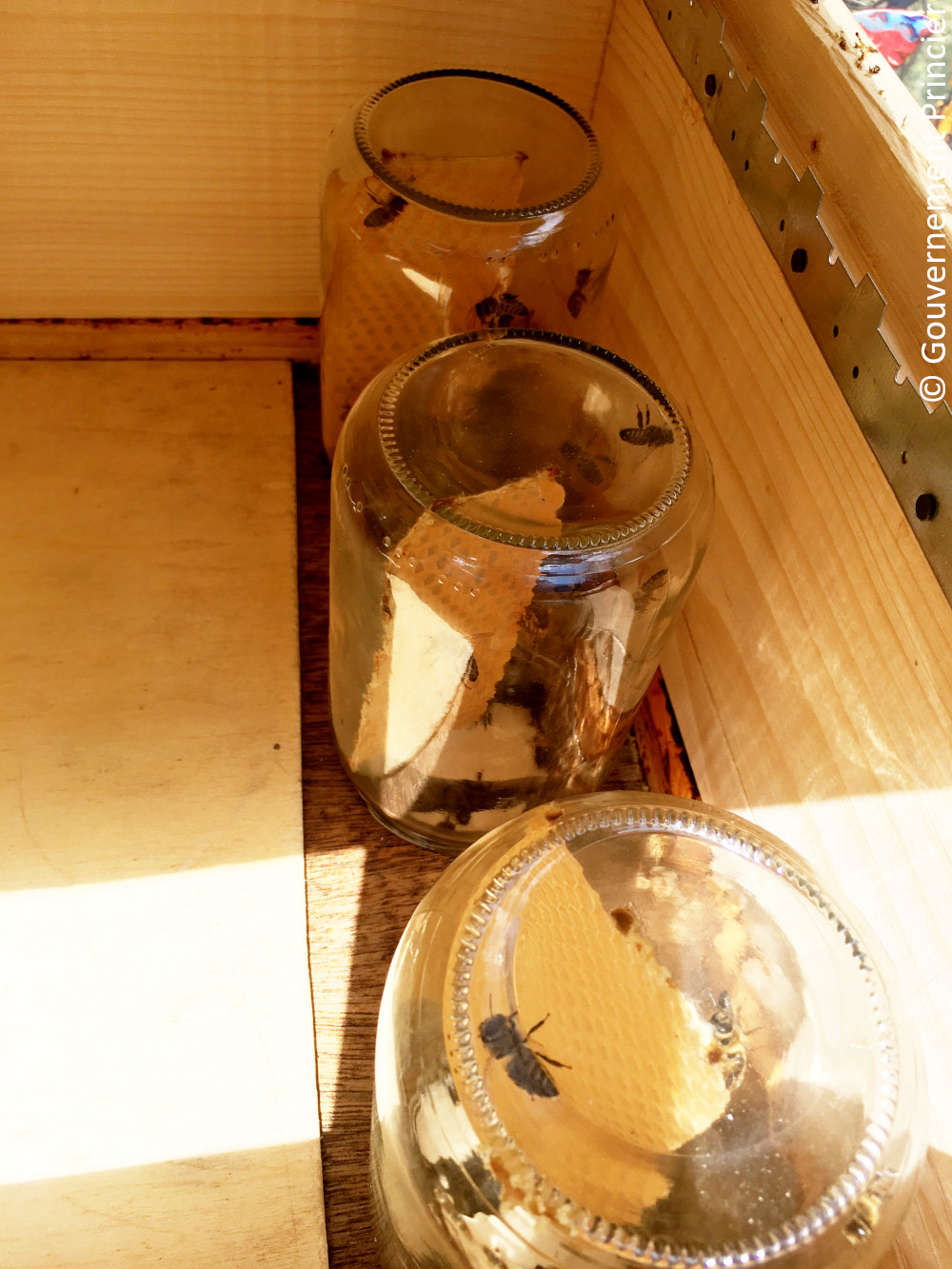 Rayons dans les pots d'observation