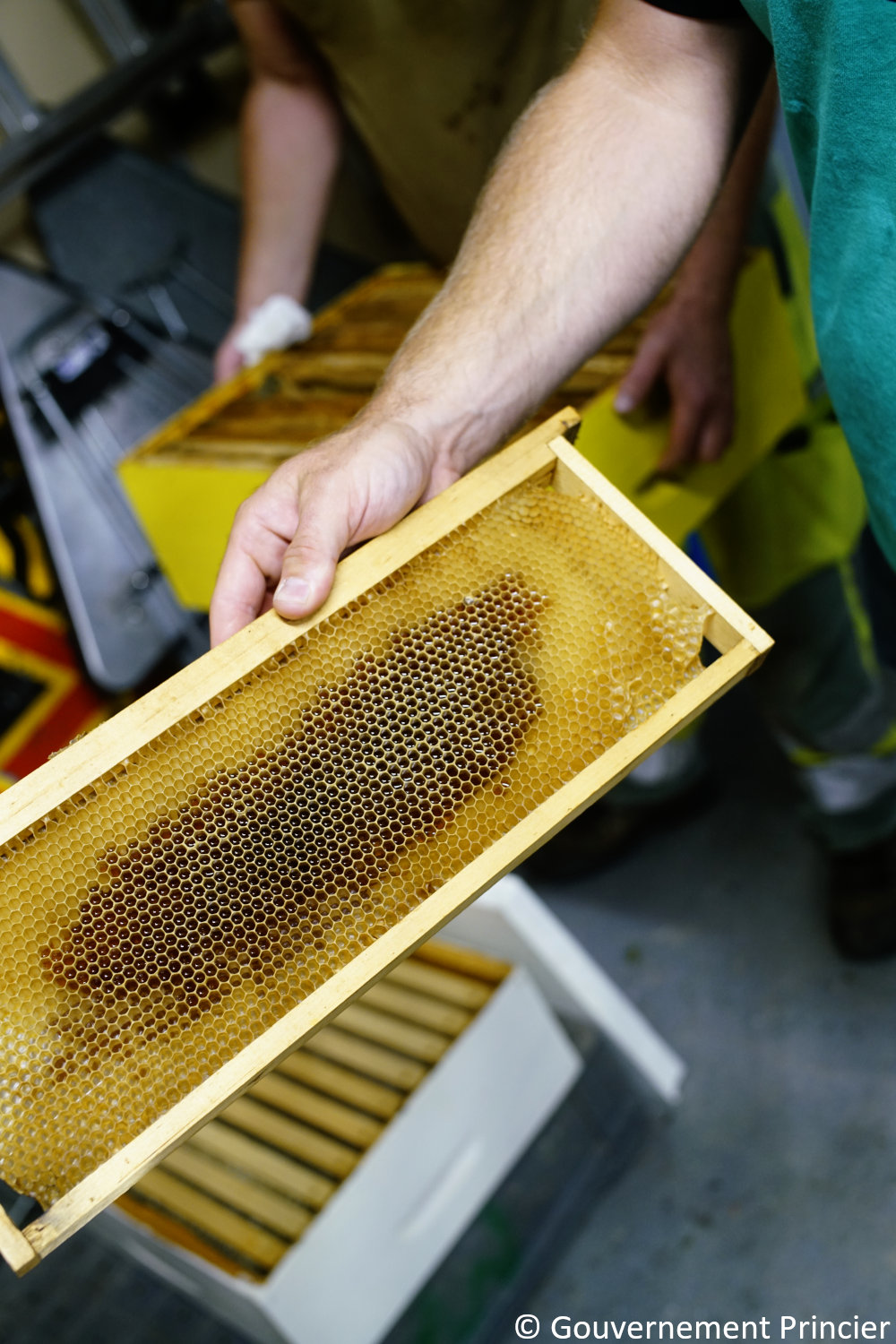 Alvéoles contenant peu de miel