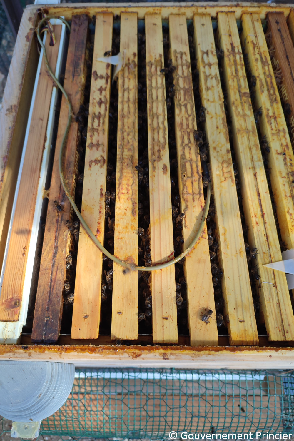 Installation électronique dans la ruche connectée