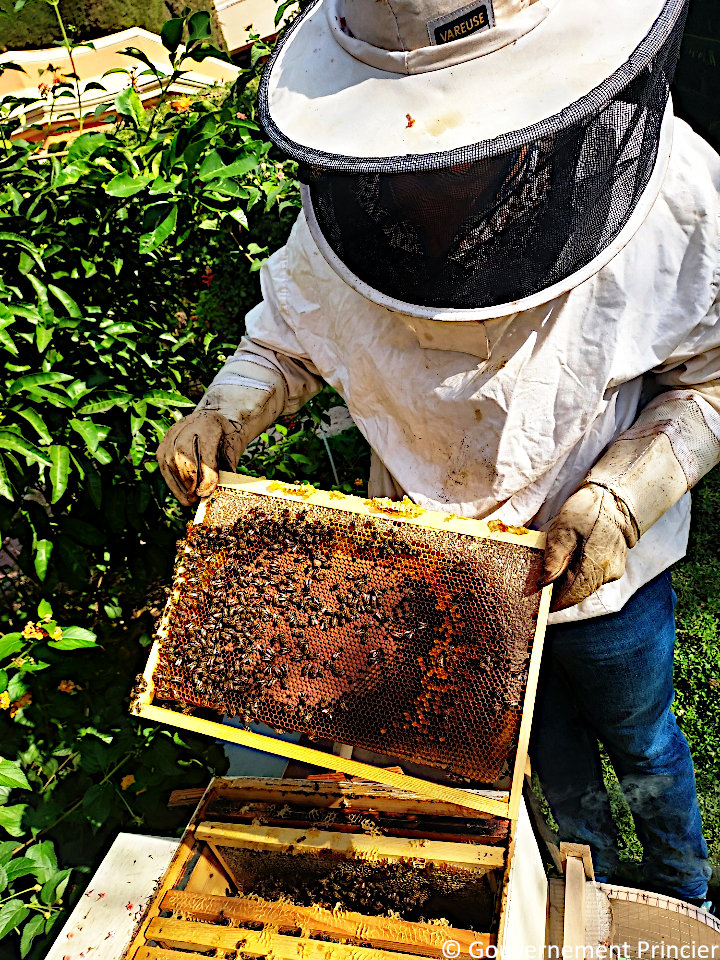 Cadres de hausse dans la ruche de la fondation Prince-Albert-II-de-Monaco
