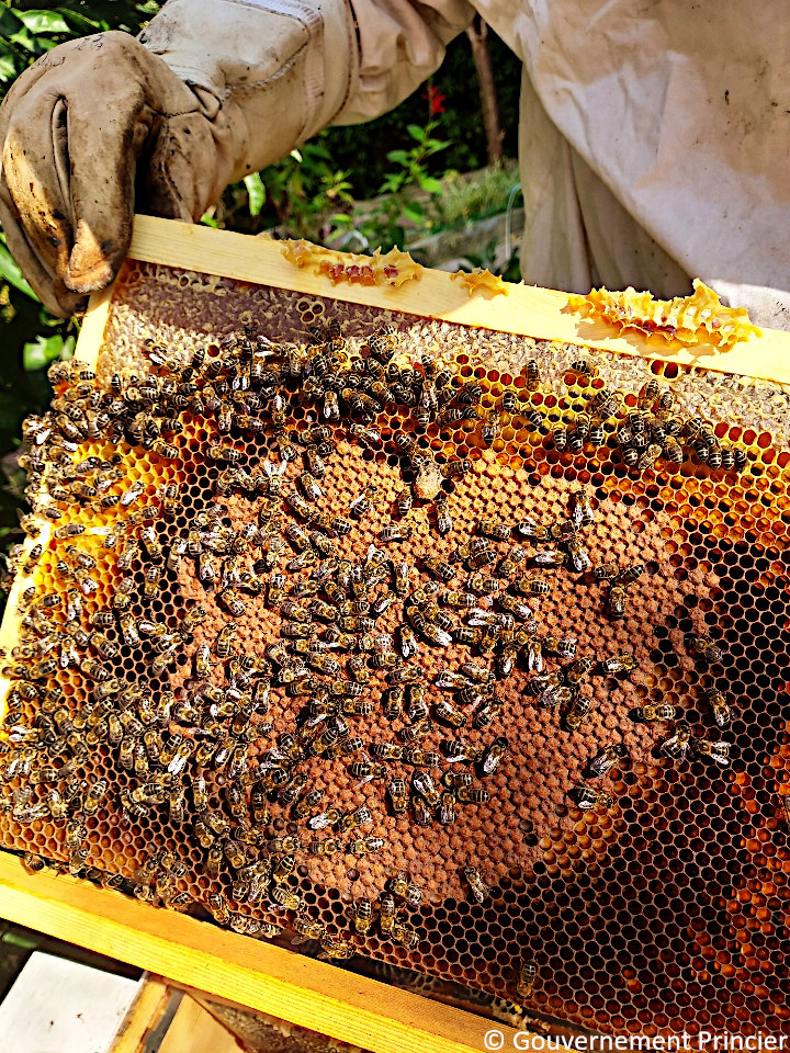Abeilles sur un cadre de hausse de la fondation Prince-Albert-II-de-Monaco