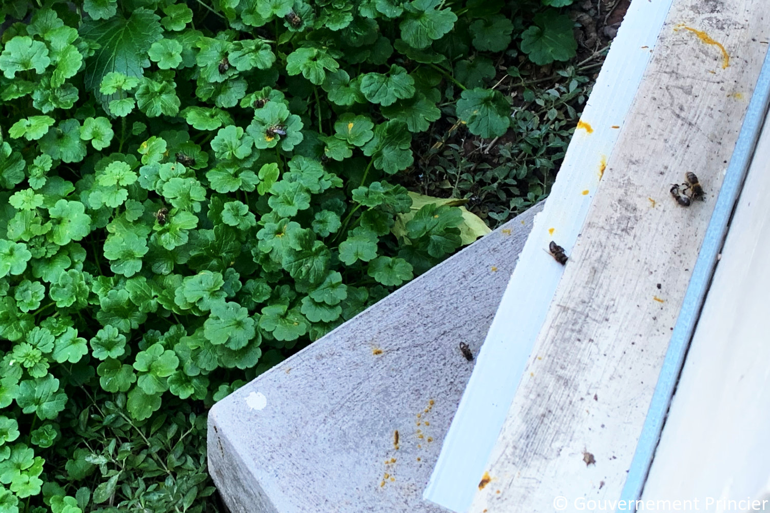 Première sortie des abeilles de la ruche de la fondation Prince-Albert-II-de-Monaco