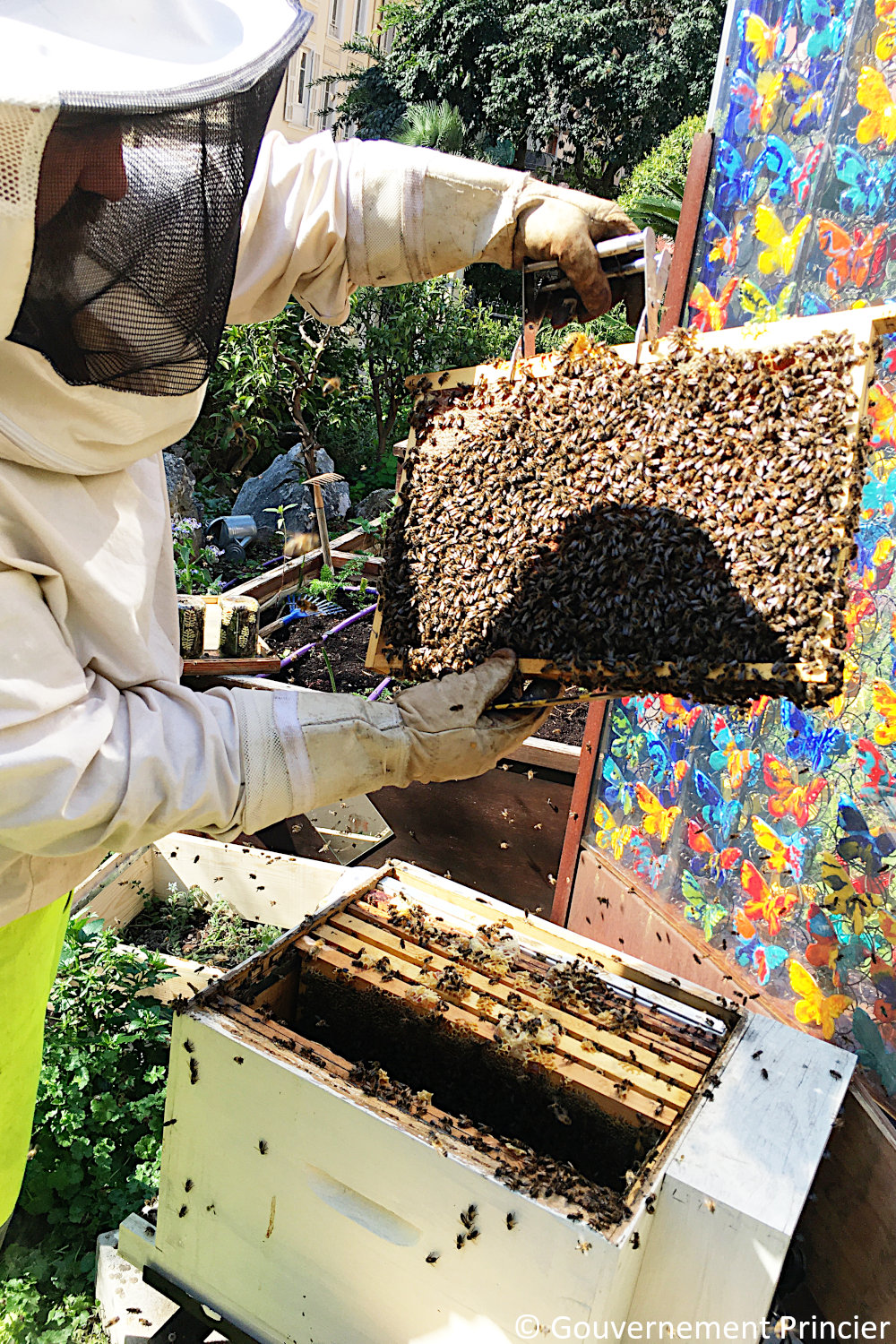 Partition de la ruche de la fondation Prince-Albert-II-de-Monaco