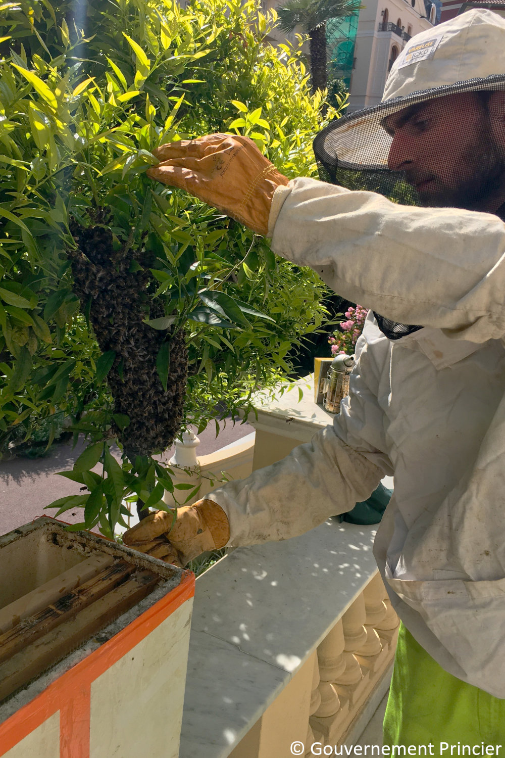 Essaimage naturel de la ruche de la fondation Prince-Albert-II-de-Monaco