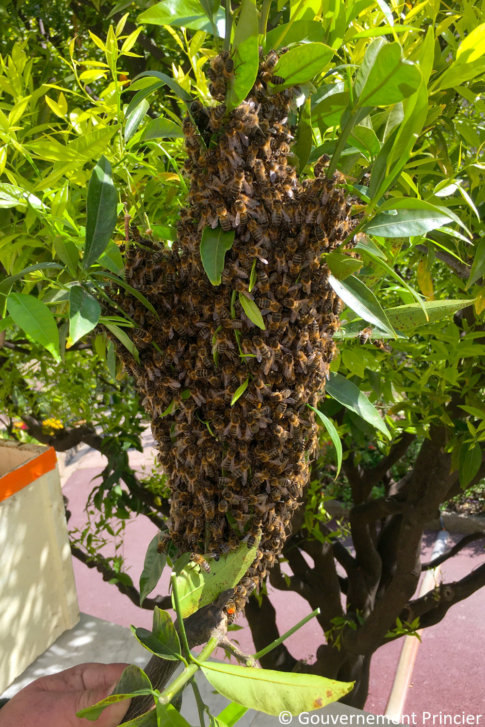 Essaimage naturel de la ruche de la fondation Prince-Albert-II-de-Monaco