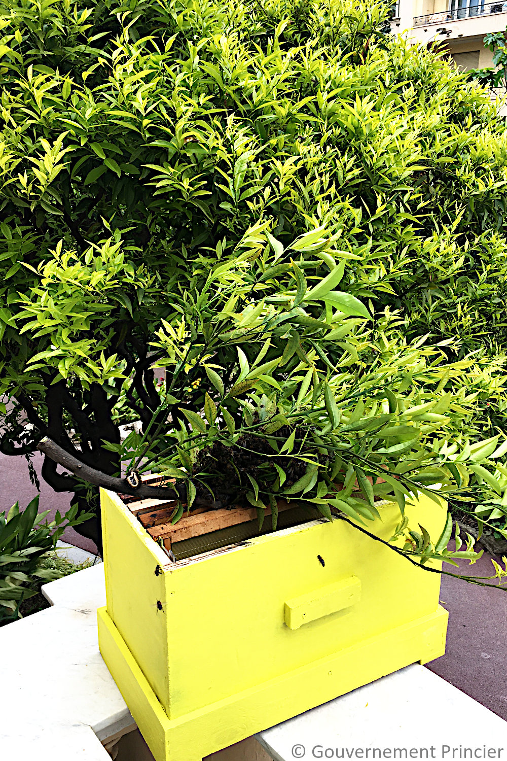 Essaimage naturel de la ruche de la fondation Prince-Albert-II-de-Monaco