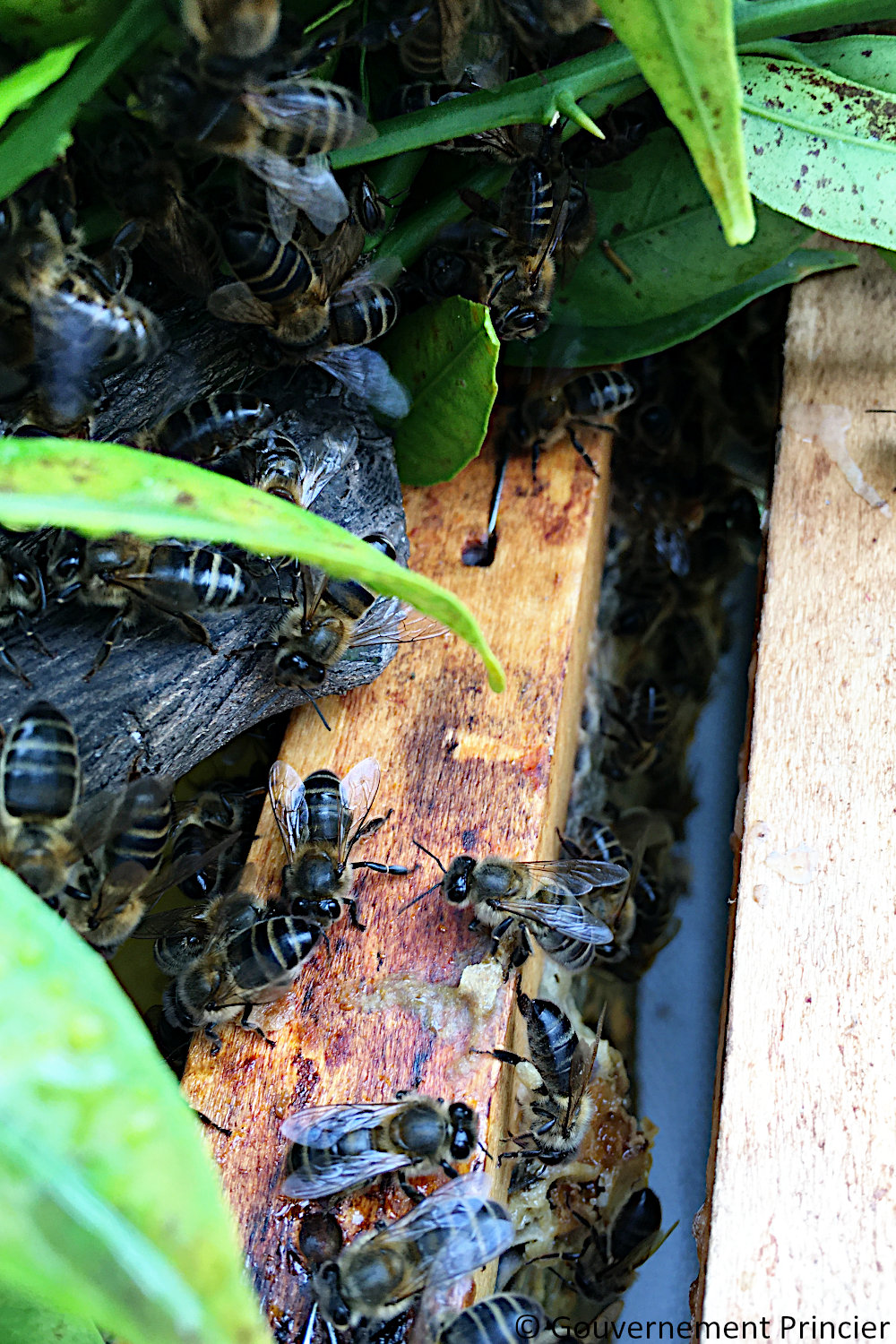 Essaimage naturel de la ruche de la fondation Prince-Albert-II-de-Monaco