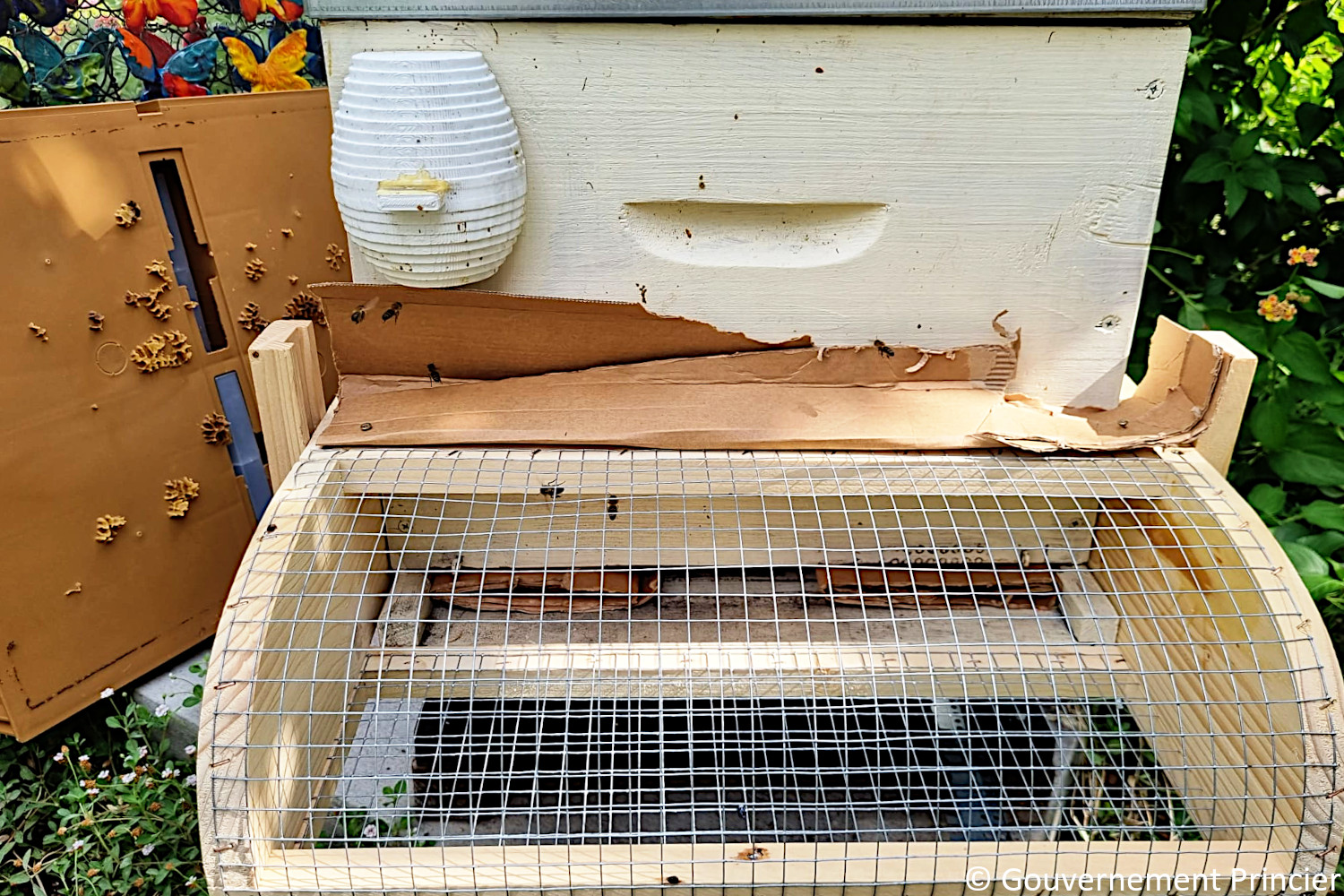 Installation d'une muselière à frelons sur la ruche de la fondation Prince-Albert-II-de-Monaco