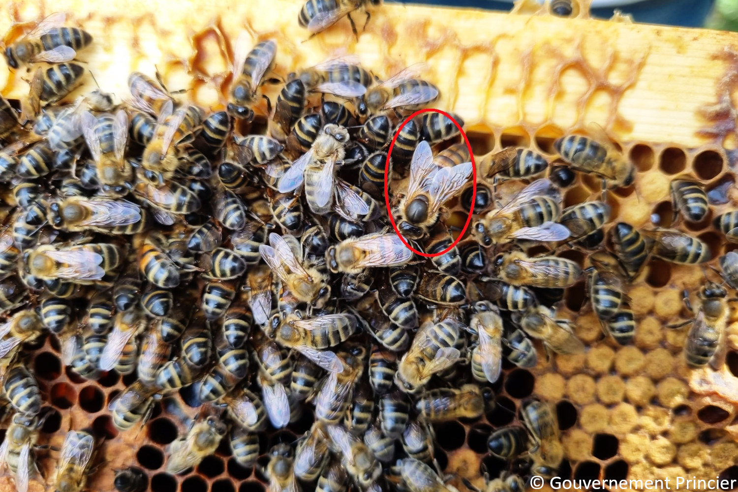 Reine dans la ruche de la fondation Prince-Albert-II-de-Monaco