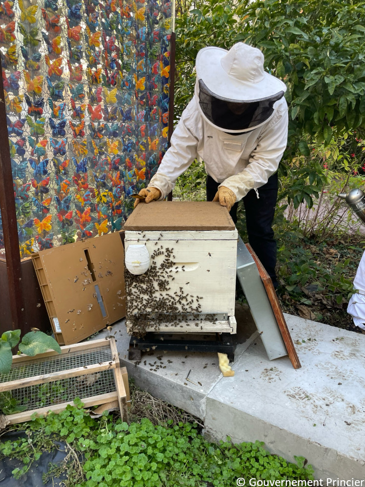 Contrôle de la ruche de la fondation Prince-Albert-II-de-Monaco